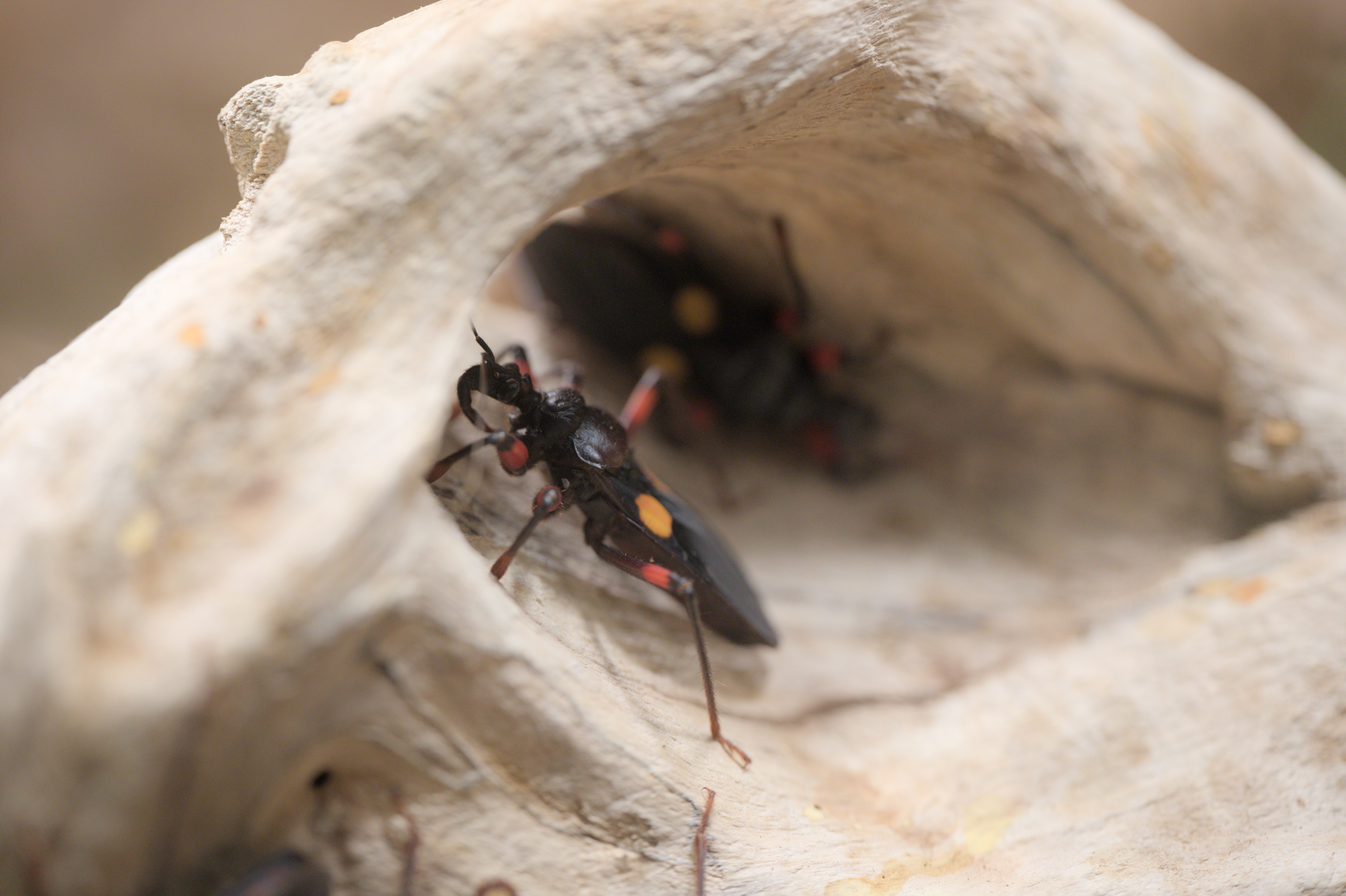 2025/10/12 - zoo/DSC_0202.jpg